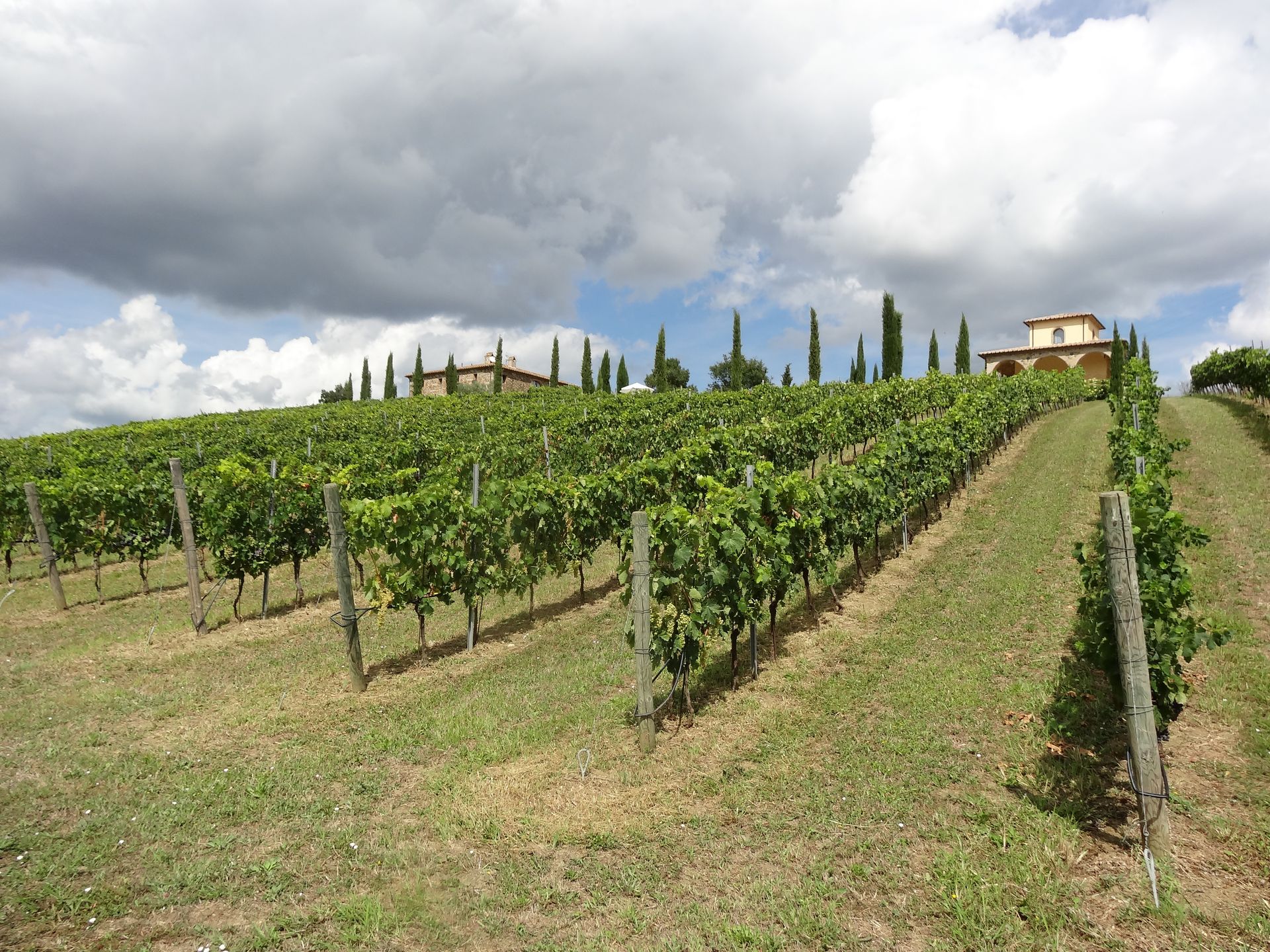 podere elvella vini doc colli etruschi viterbesi